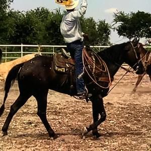 Meet your Posher, Erasmo